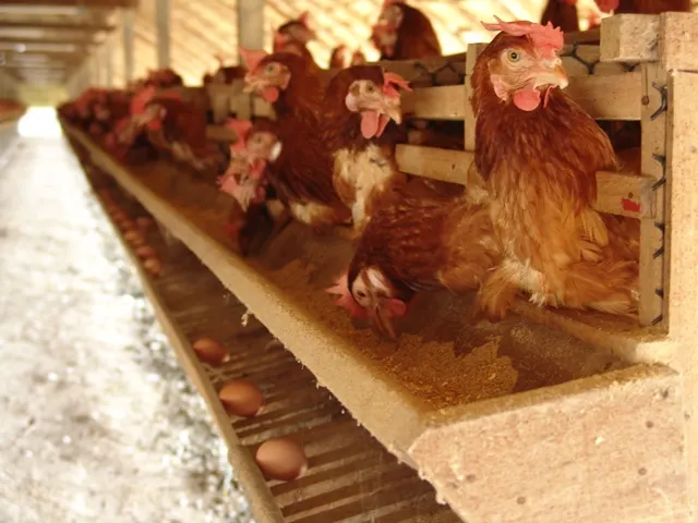 Hens feeding at a trough inside a poultry house